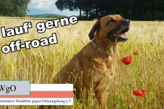 bwgo_hund